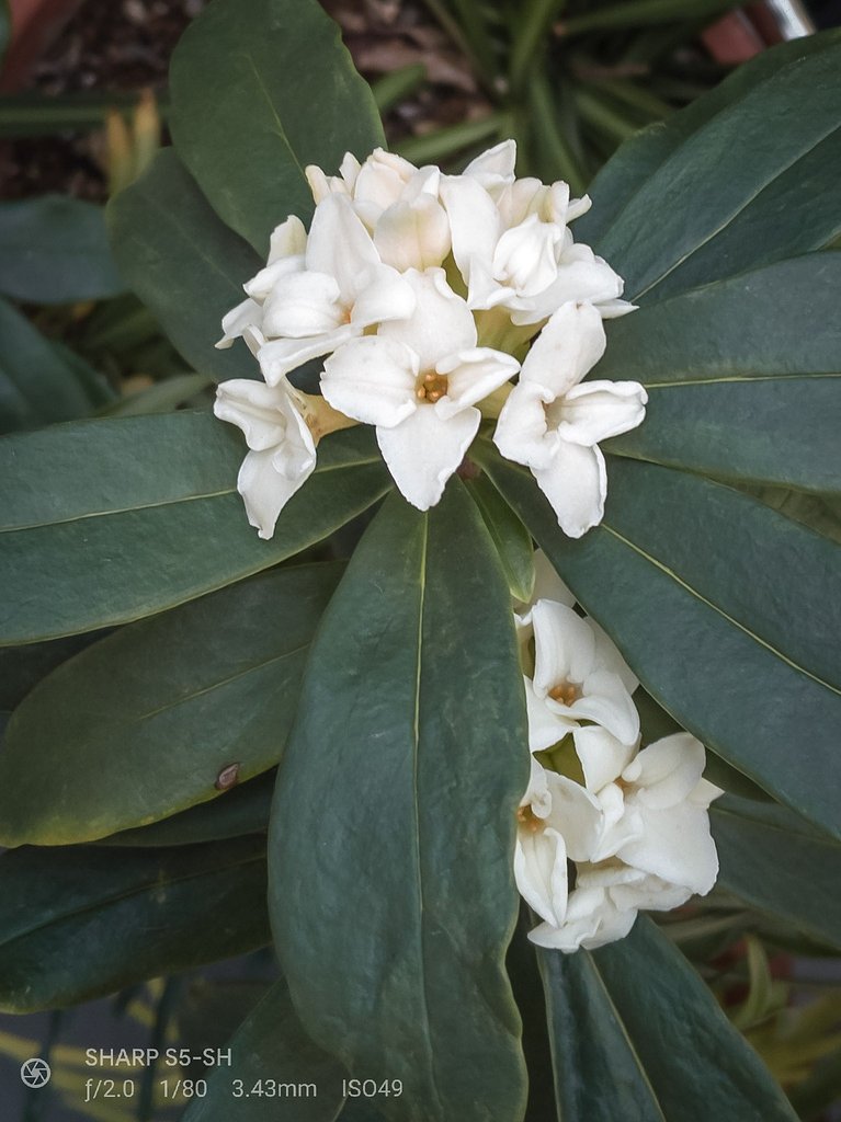白い沈丁花