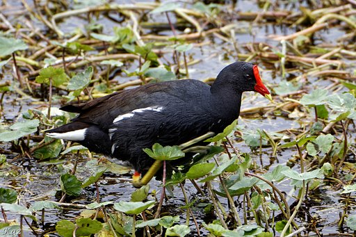 Common Gallinule