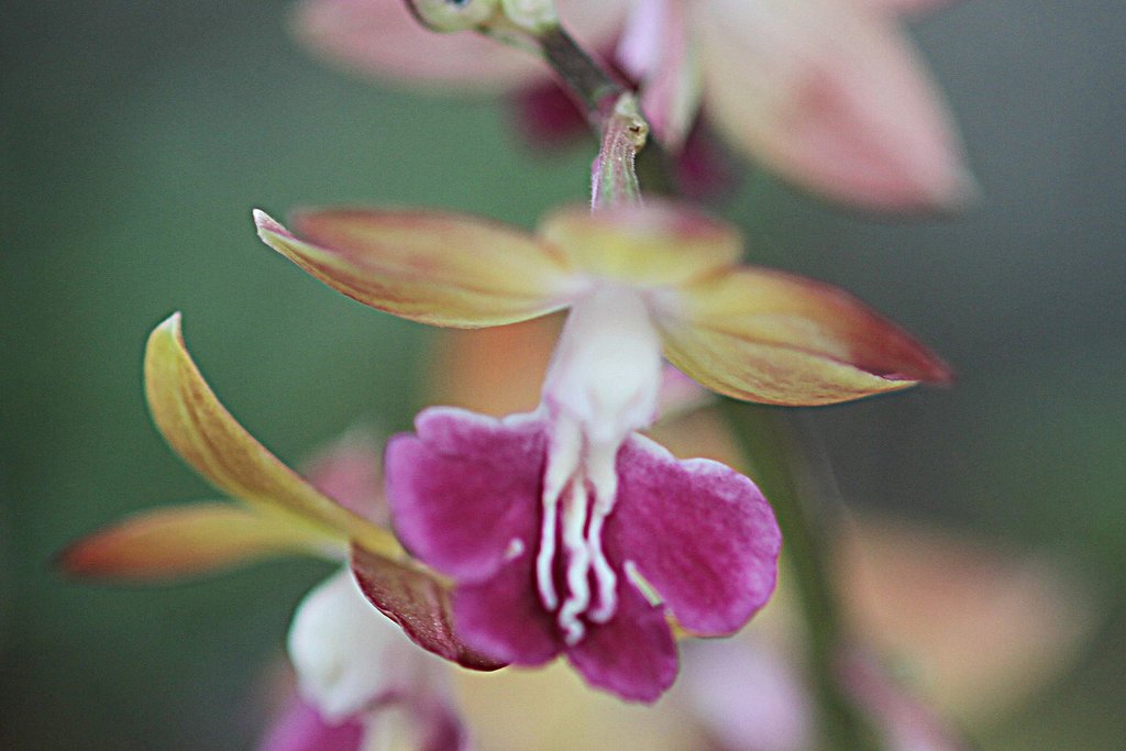 EF100mmF2.8macro