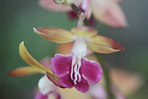 EF100mmF2.8macro