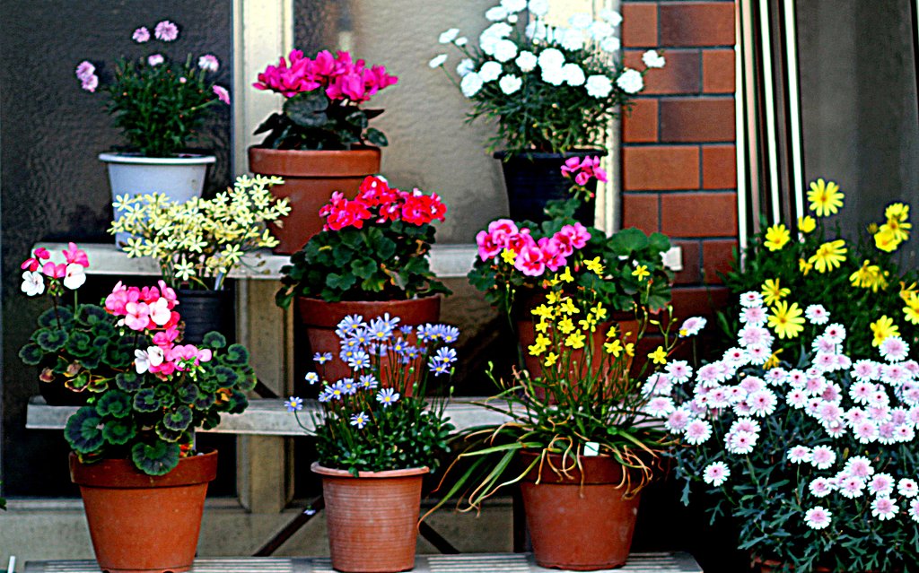 5月の玄関を飾る花