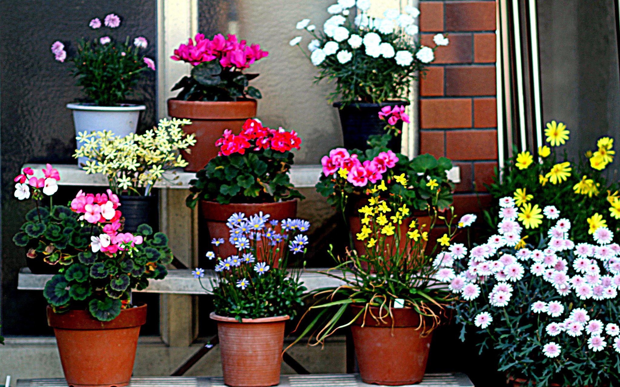 5月の玄関を飾る花