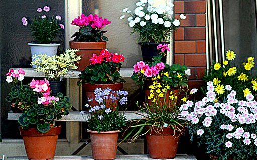 5月の玄関を飾る花