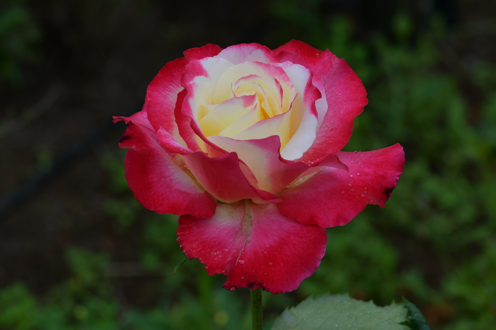 薔薇