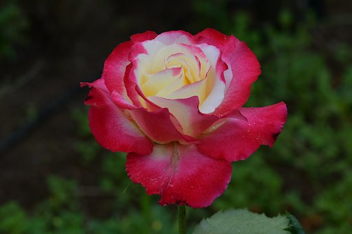 薔薇