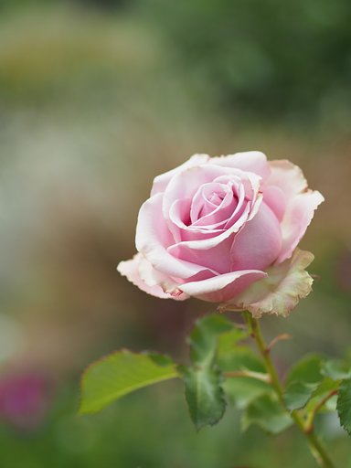 ◎コシナ ツァイスMakro Planar 50mm/F2