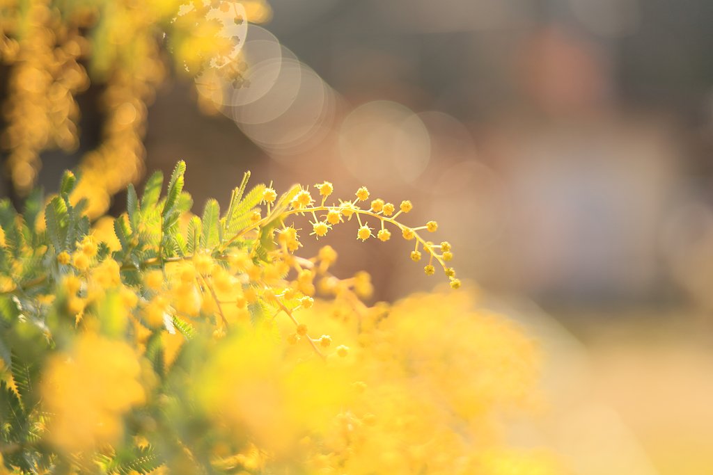 芽吹き