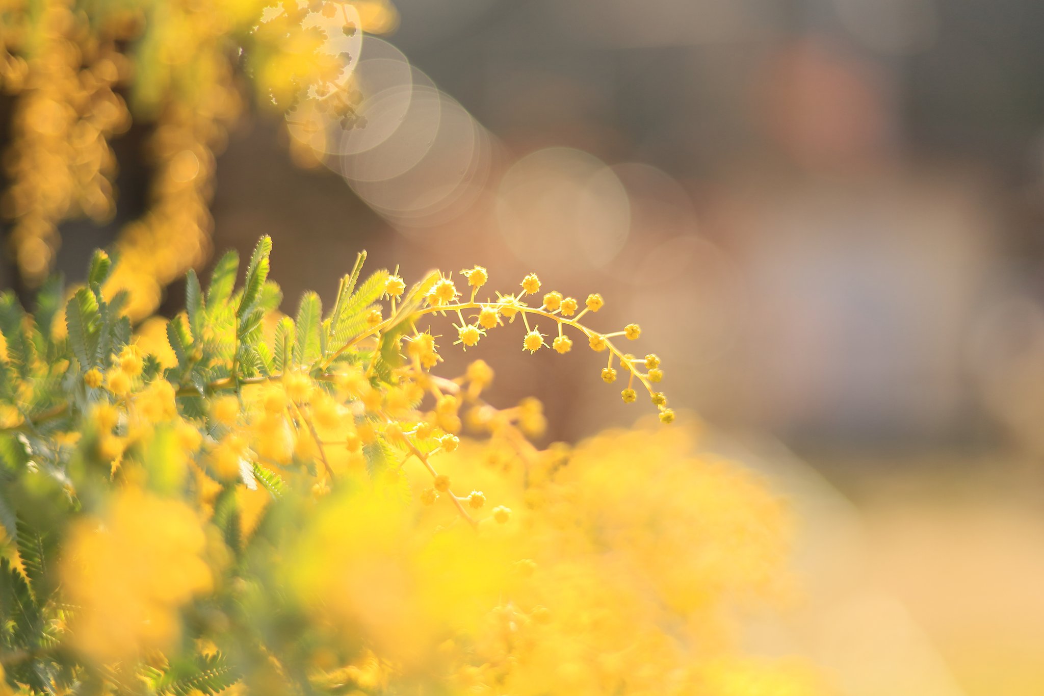 芽吹き