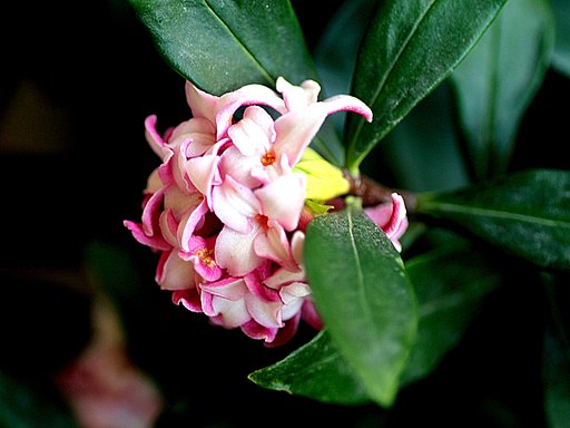 Tamron90mmF2.8macro 172E