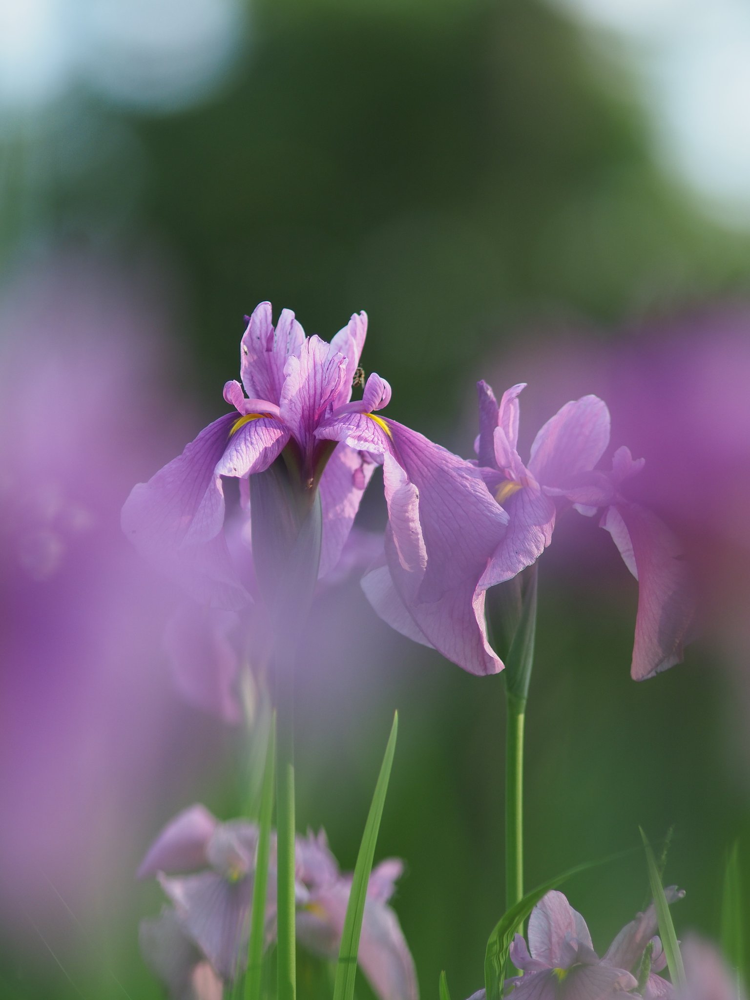花菖蒲3