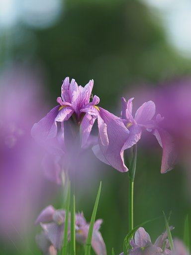 花菖蒲3