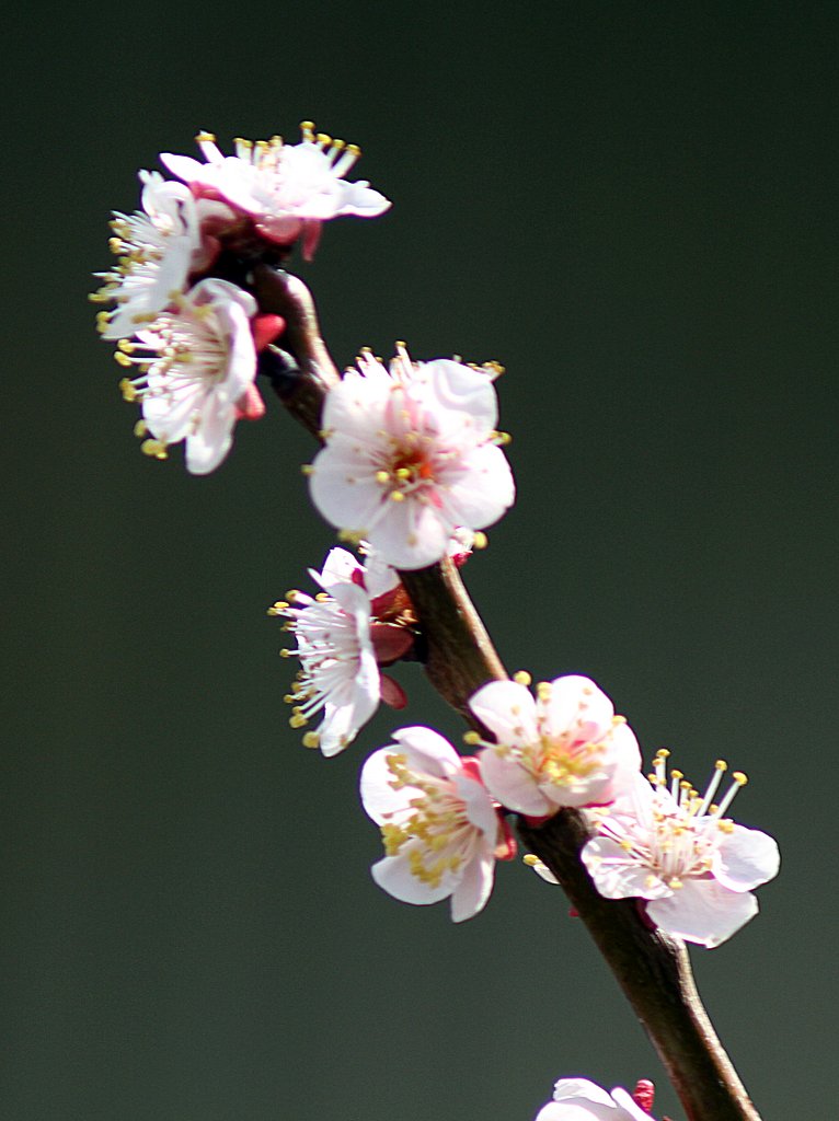 梅　一枝