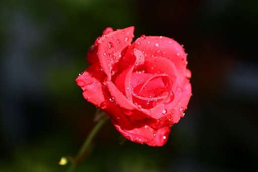 バラが咲いた