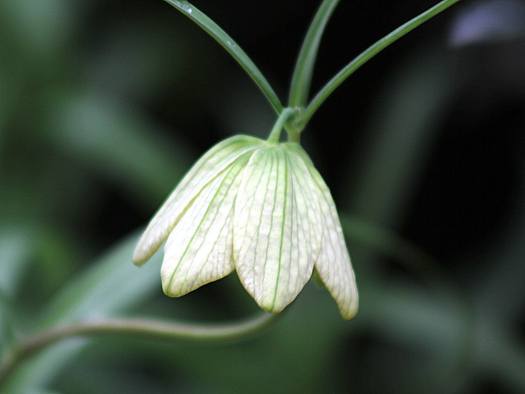 バイモソウの花