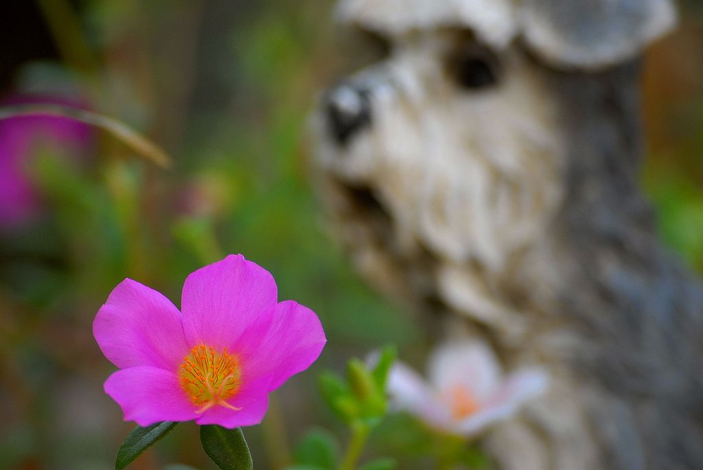 庭の花