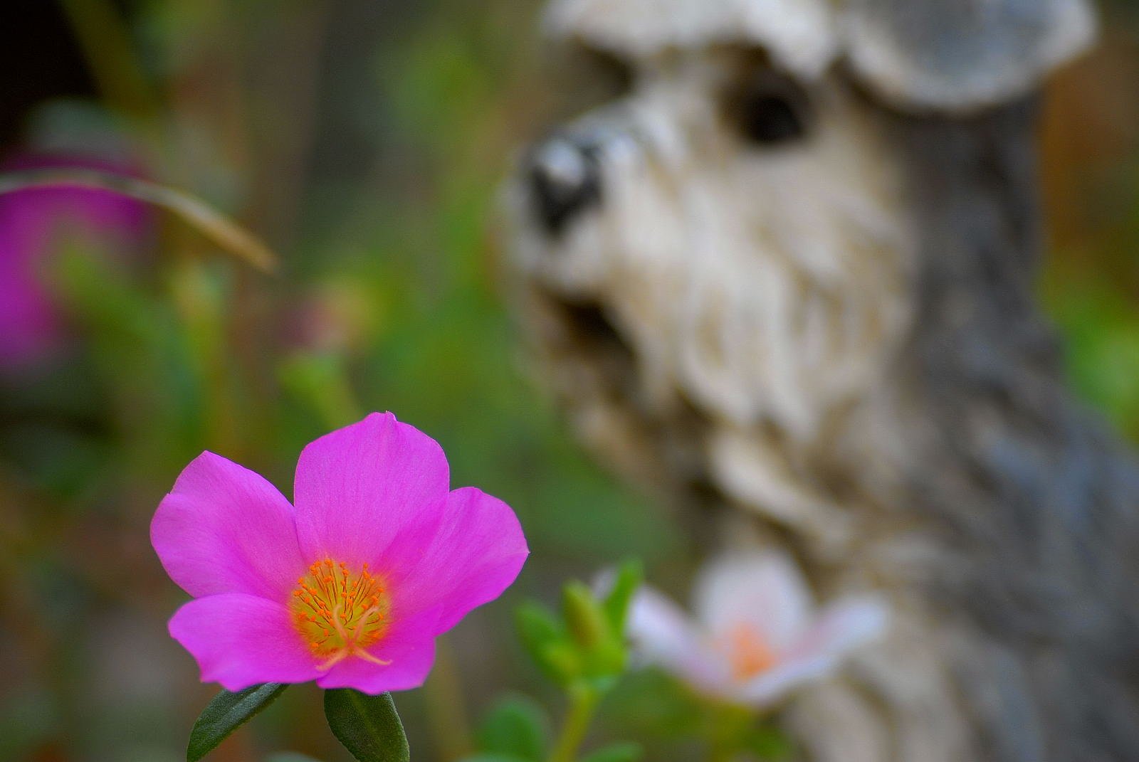 庭の花