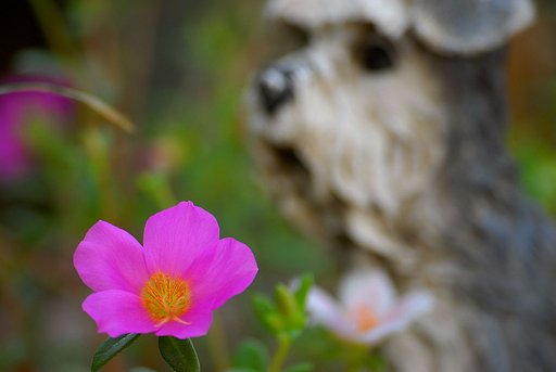 庭の花