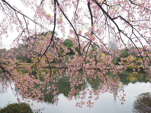 曇り空の新宿御苑(修善寺寒桜)