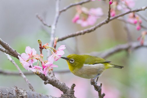 さくらジロー