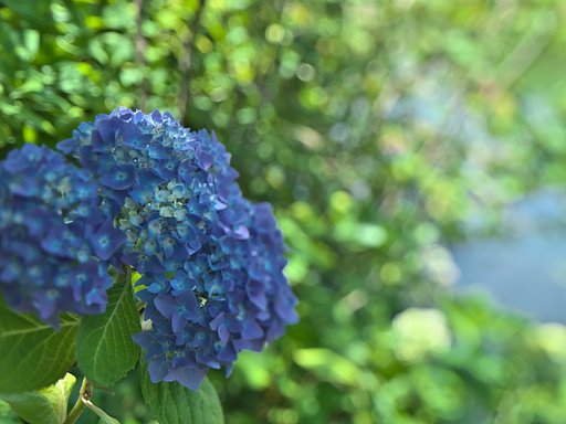 紫陽花2