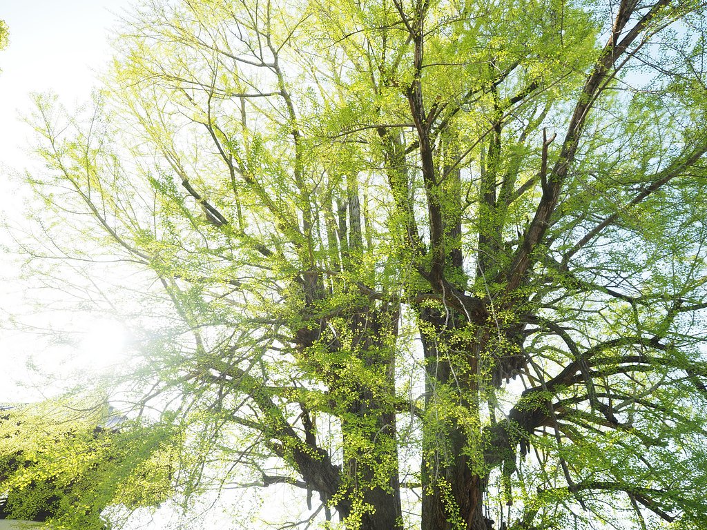 樹齢550年の大銀杏