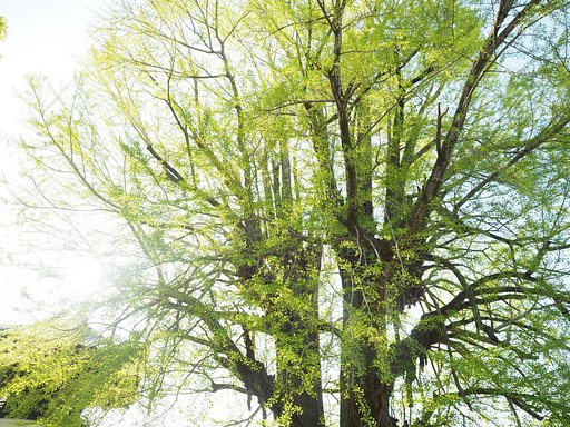 樹齢550年の大銀杏