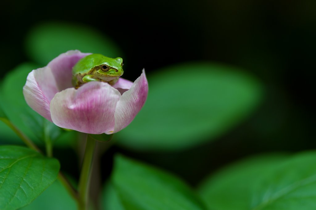 【花・空のある写真】山芍薬