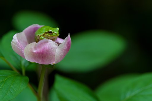【花・空のある写真】山芍薬