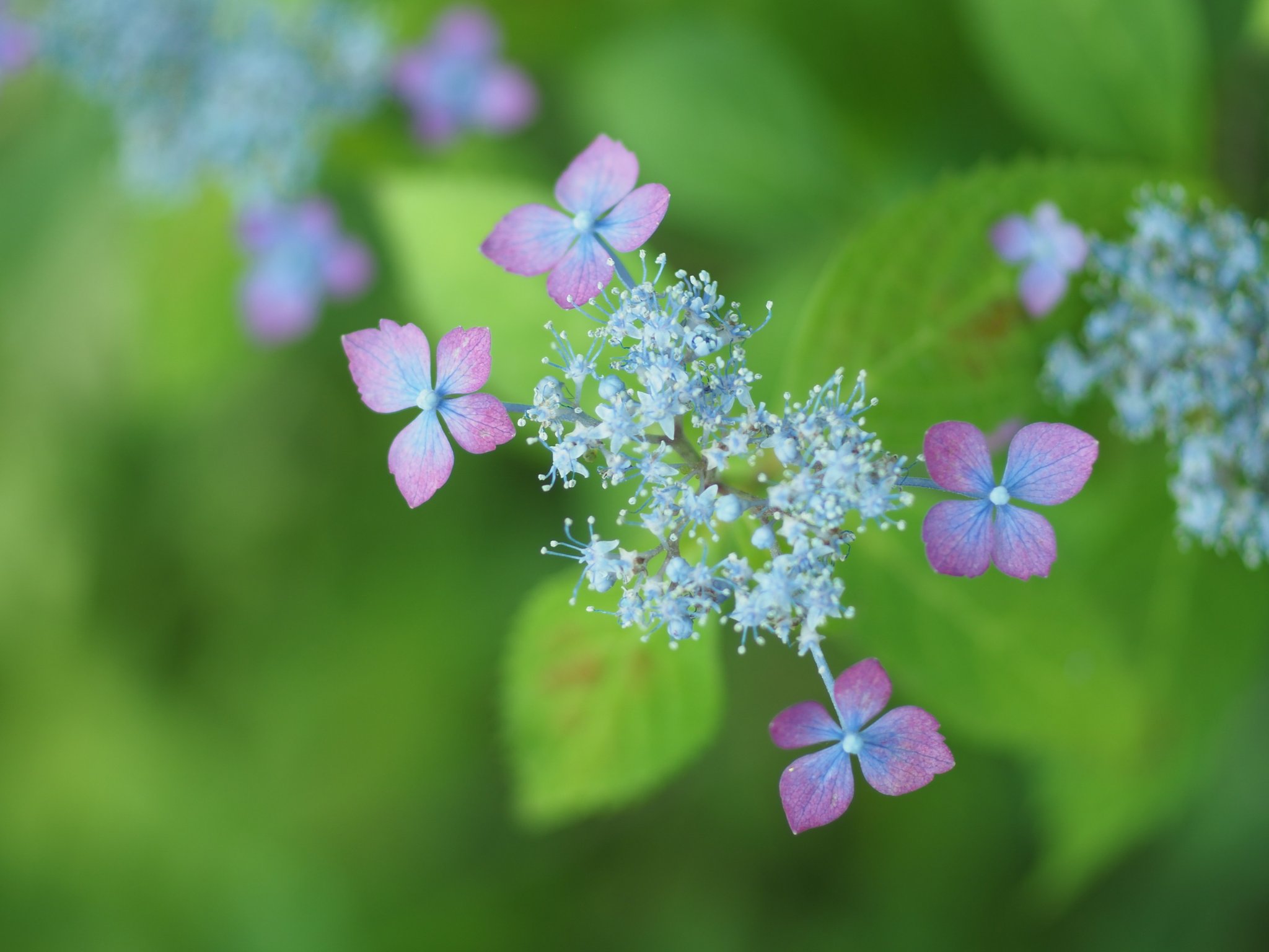 アクセサリー