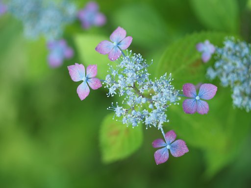 アクセサリー