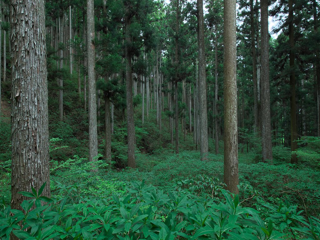 ミツマタ群生地