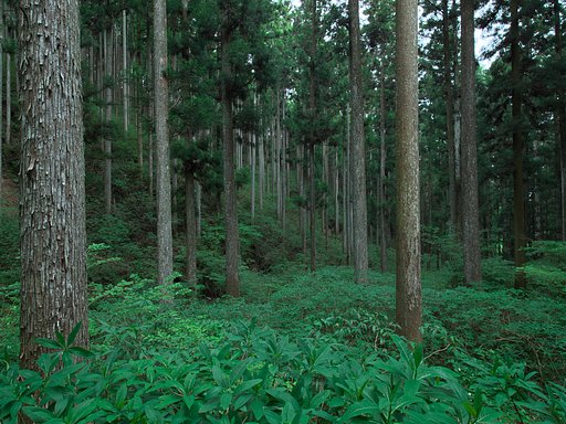 ミツマタ群生地