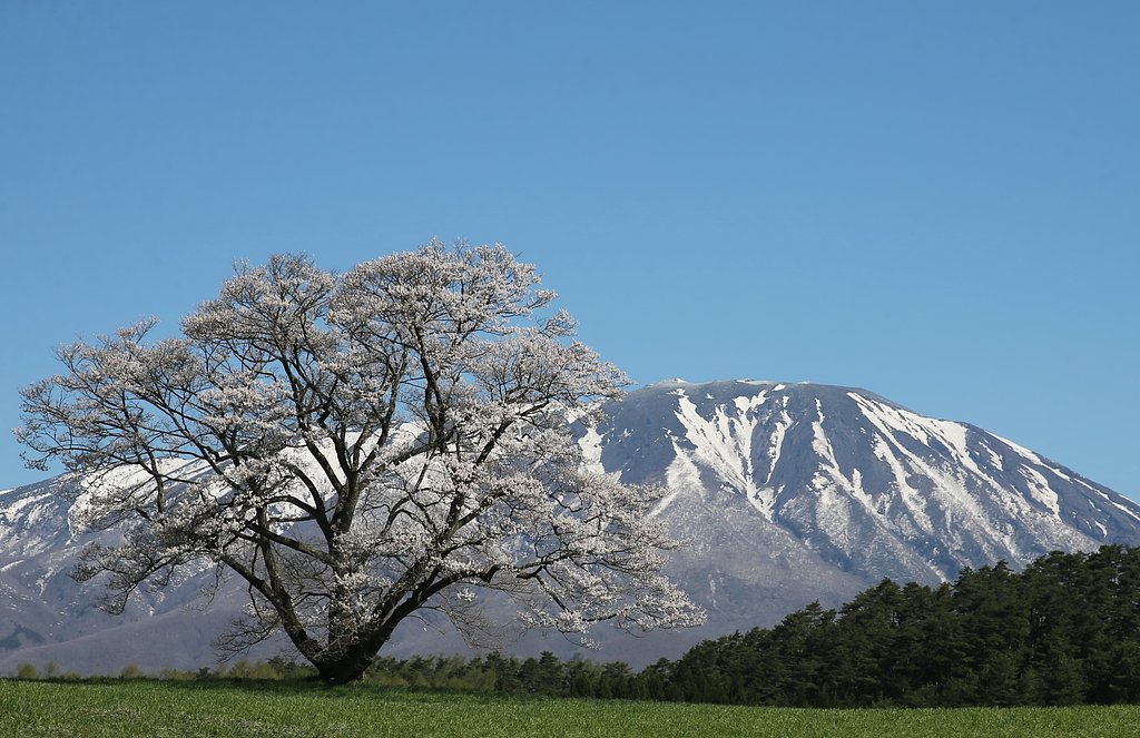 【花・空のある風景】小岩井の一本桜