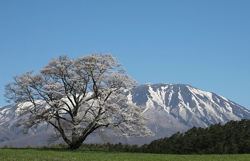 【花・空のある風景】小岩井の一本桜