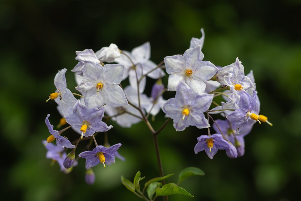 OLYMPUS M.60mm F2.8 Macro
