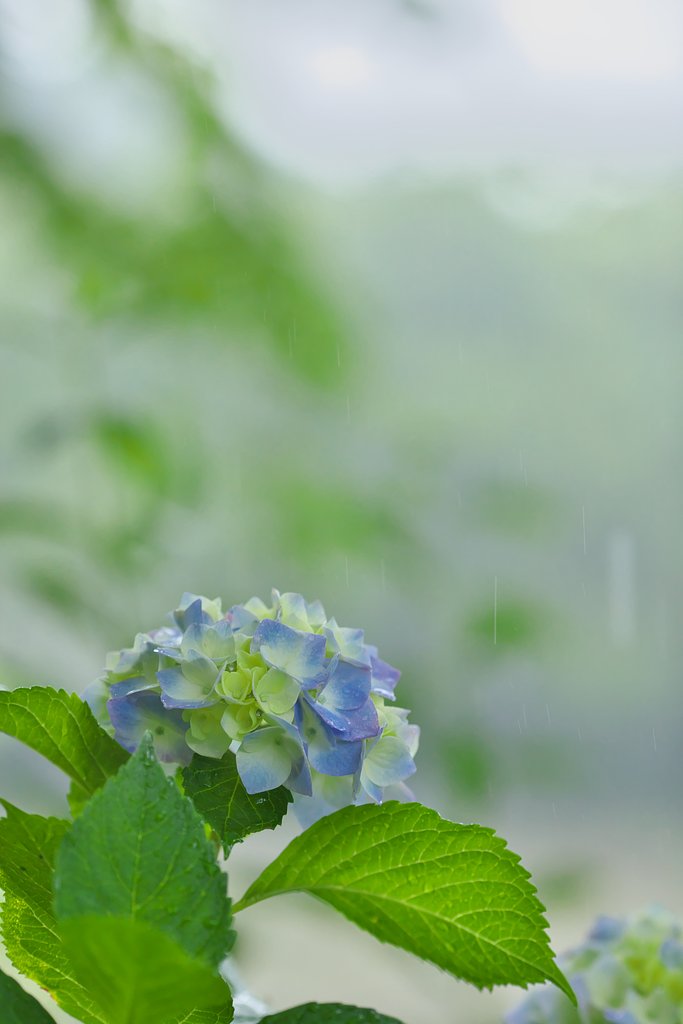 紫陽花5
