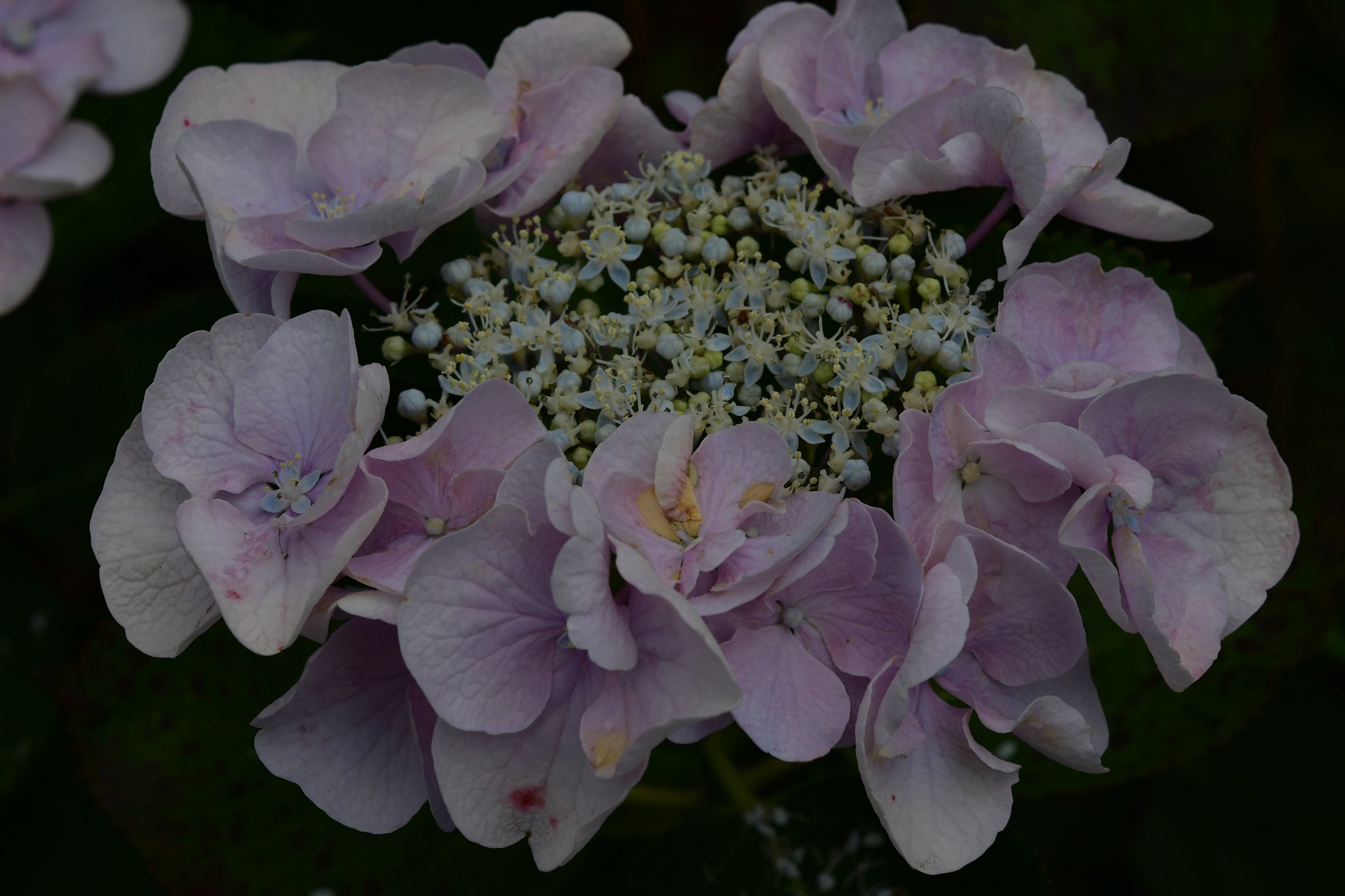 紫陽花