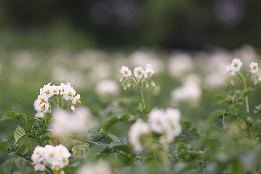 花を捧ぐ
