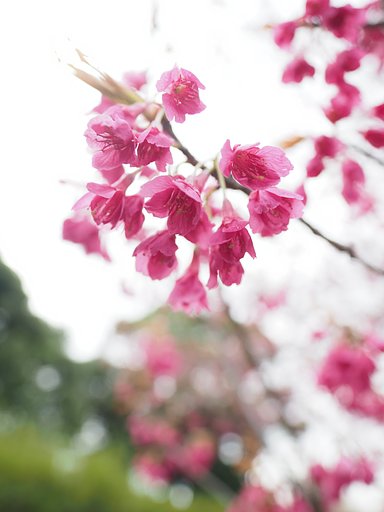 寒緋桜