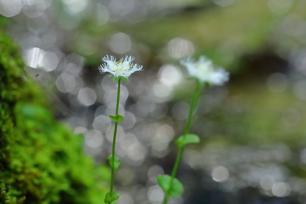 シラヒゲ草 Ⅱ