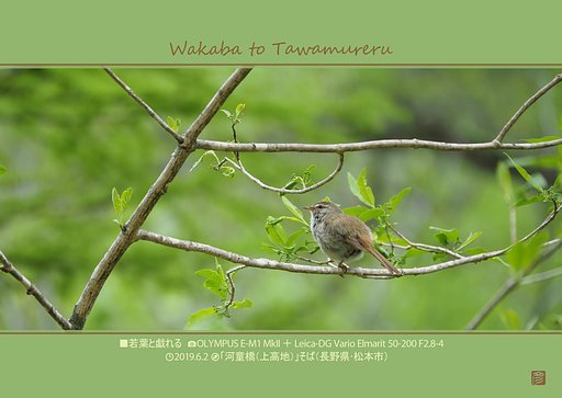 若葉と戯れる