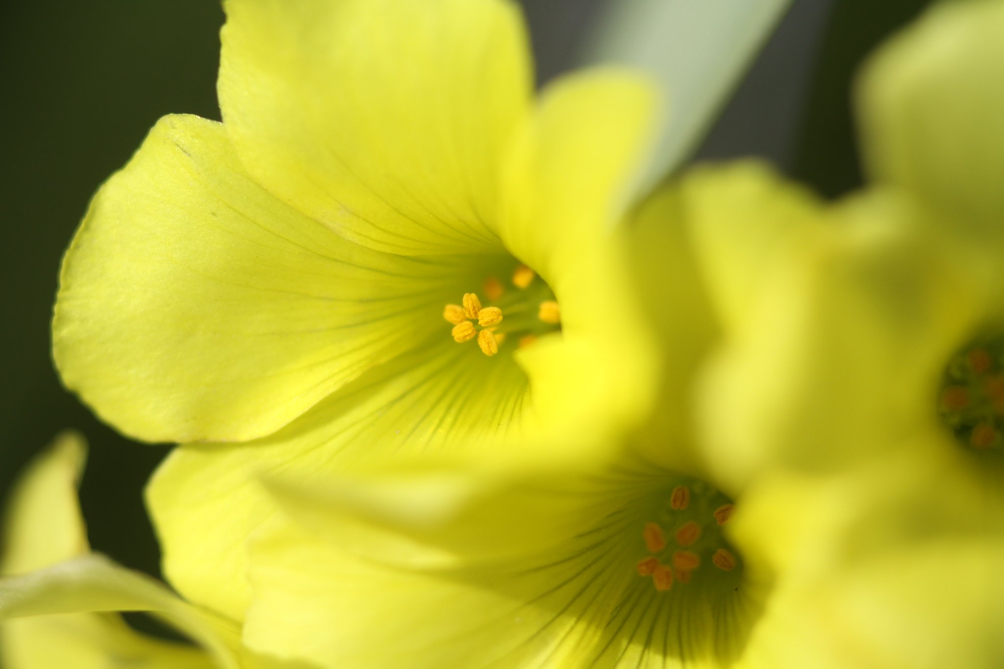 Sigma 105mmF2.8Macro+Tube
