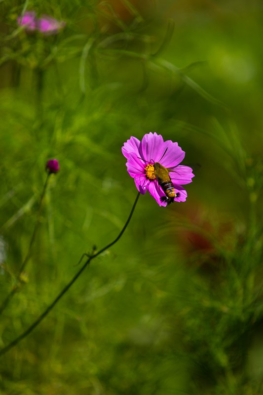 EF70-200mm F2.8 L
