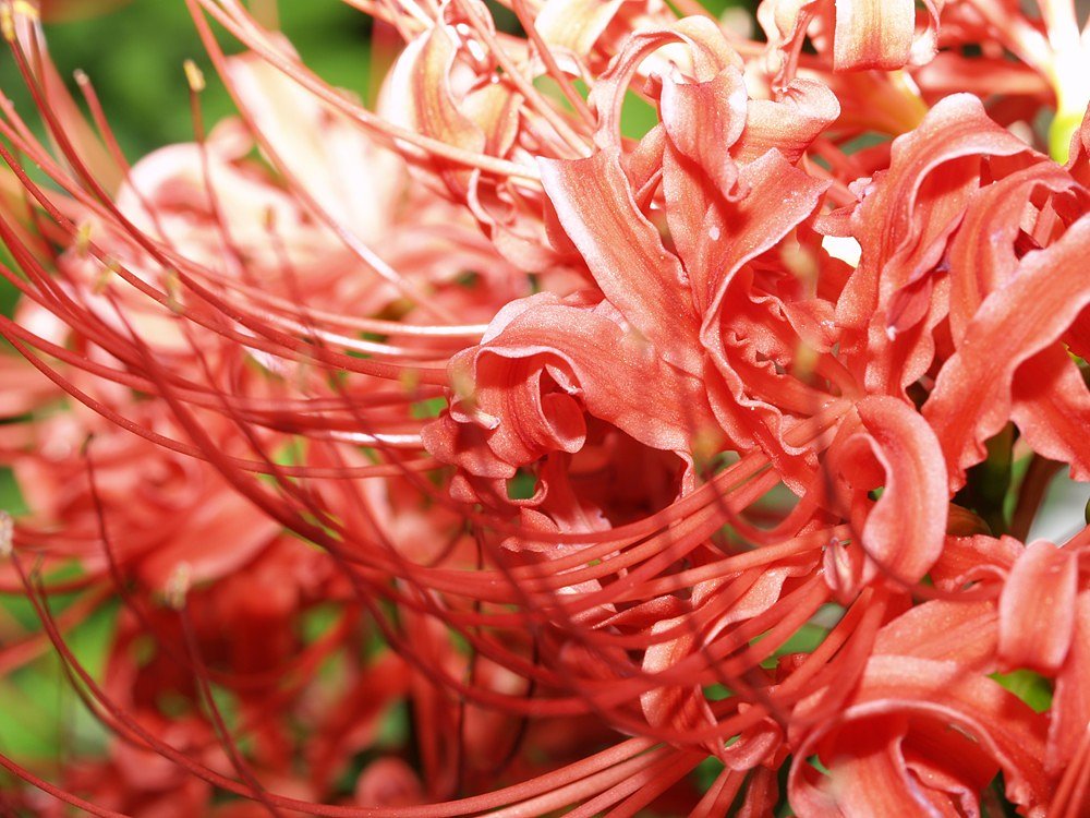 曼珠沙華2