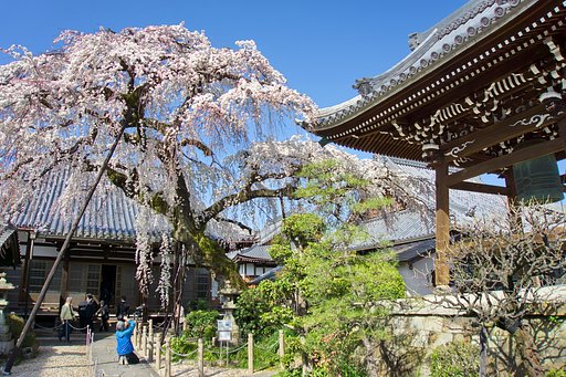 【好きなもの　桜2020】圓明寺