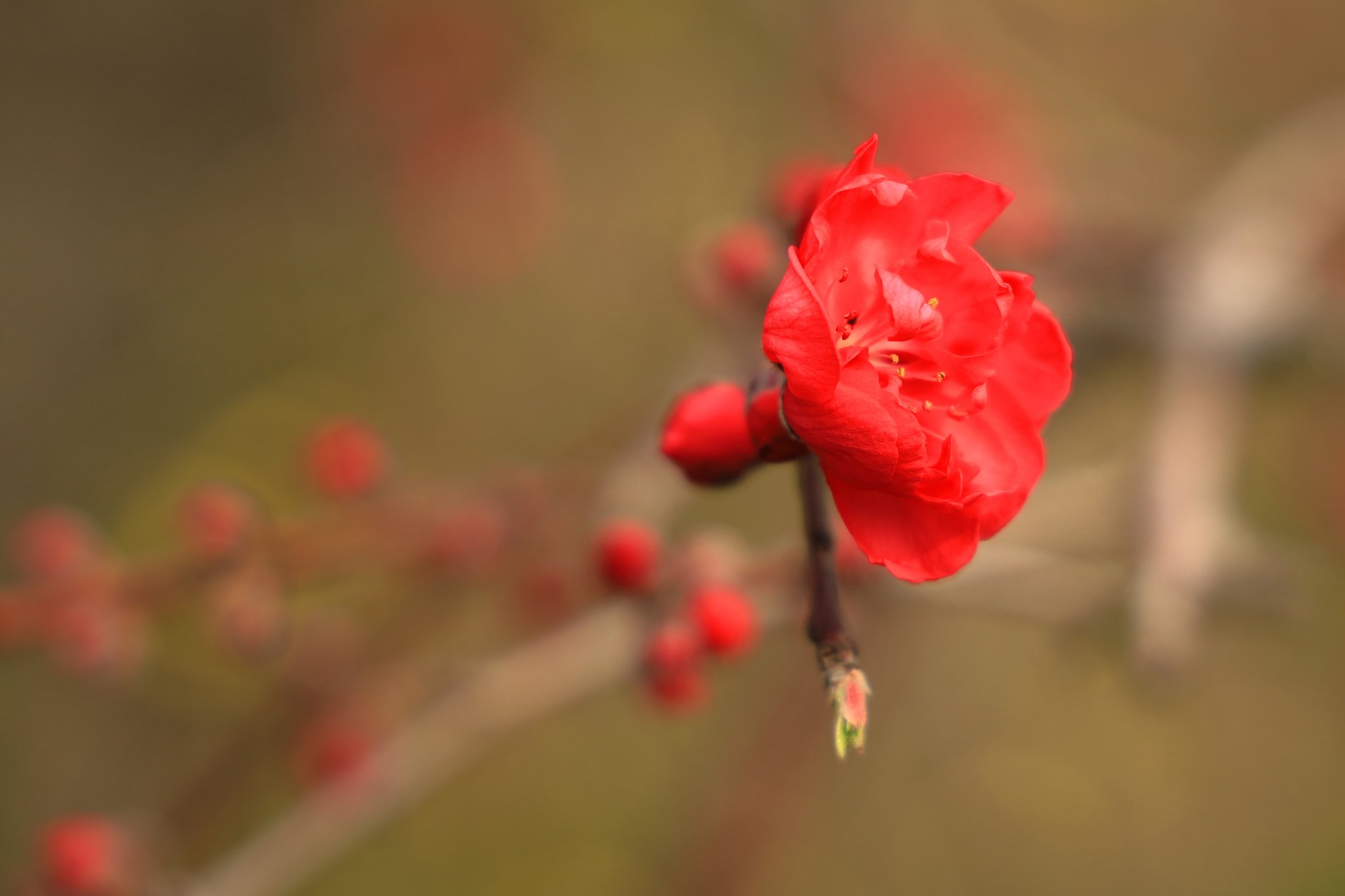 一輪の紅梅