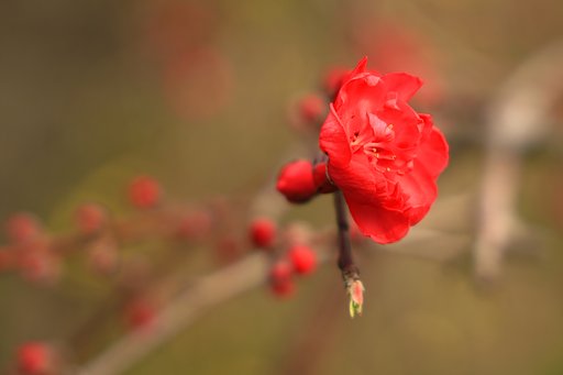 一輪の紅梅