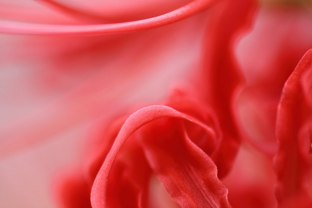 Tamron 90mm f2.8 macro 172E