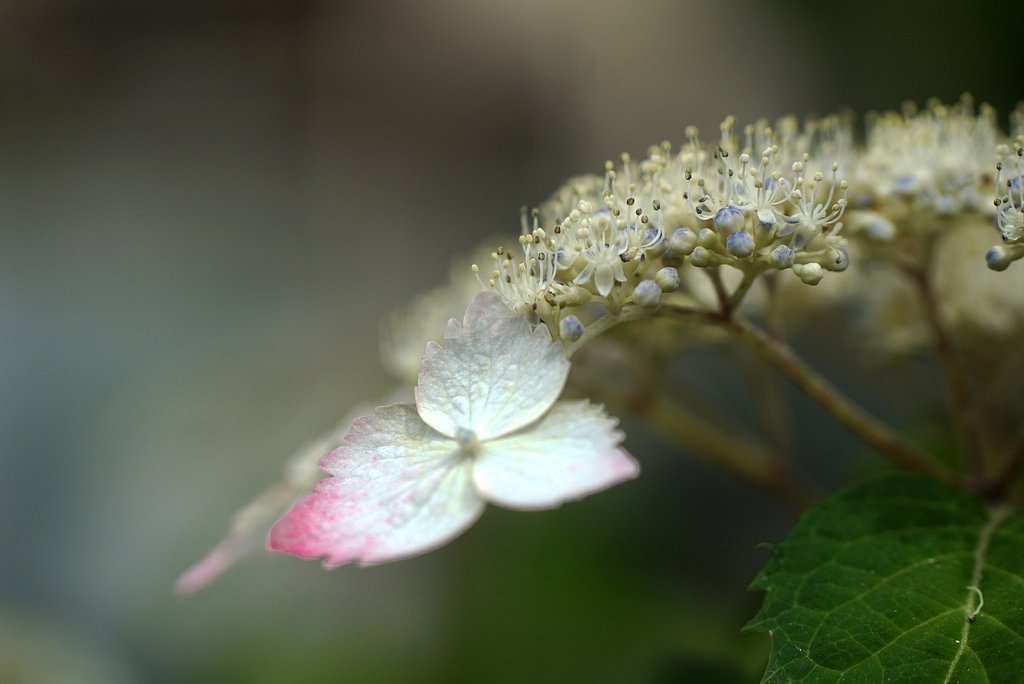 山アジサイ　紅