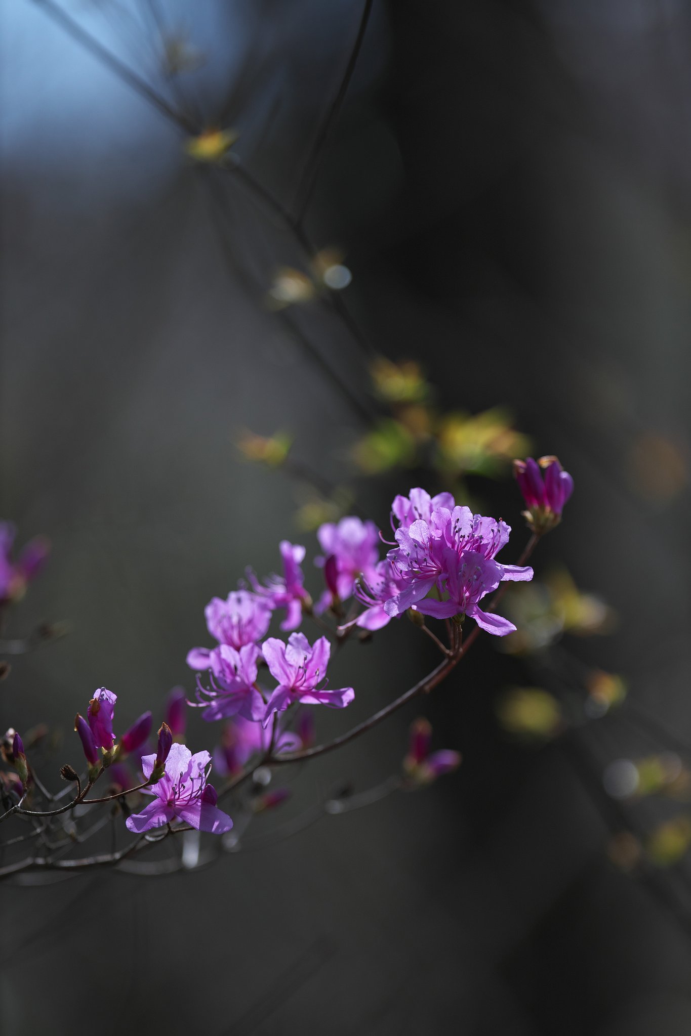 EF300mm F2.8L IS 